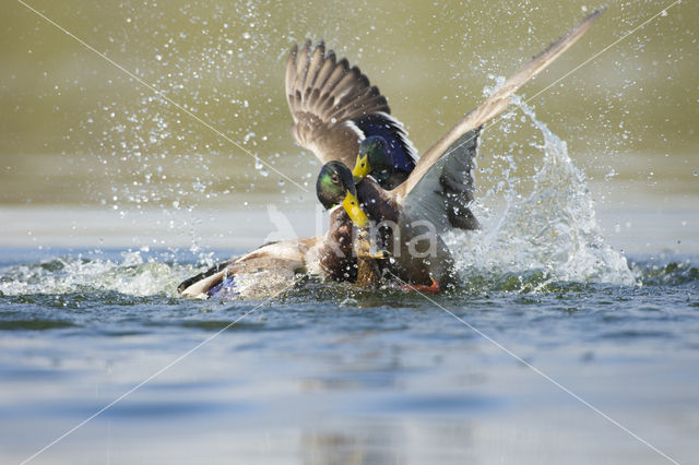 Mallard