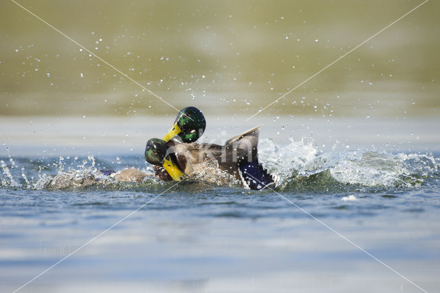 Mallard