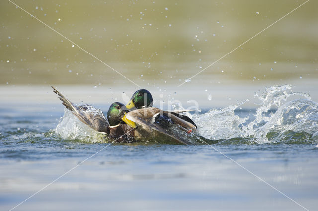 Wilde Eend (Anas platyrhynchos)