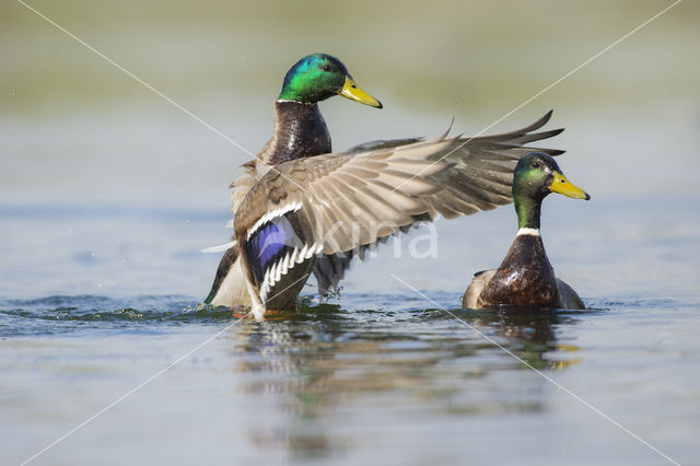 Wilde Eend (Anas platyrhynchos)