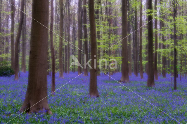 Bluebell (Scilla non-scripta)