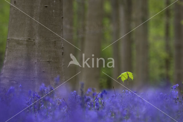 Bluebell (Scilla non-scripta)