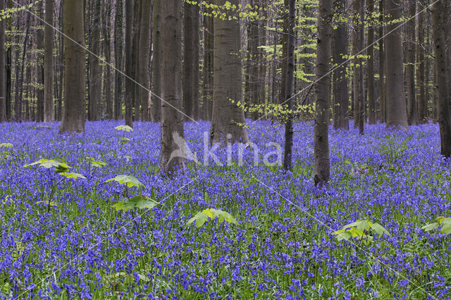 Bluebell (Scilla non-scripta)