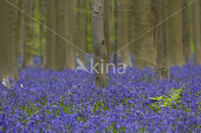 Bluebell (Scilla non-scripta)