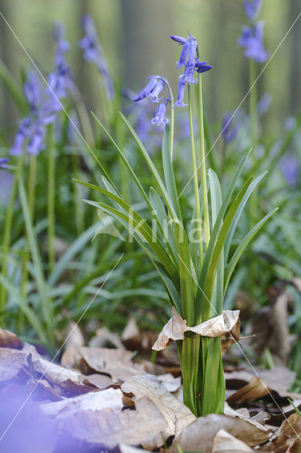 Bluebell (Scilla non-scripta)