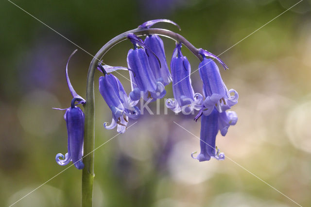 Bluebell (Scilla non-scripta)