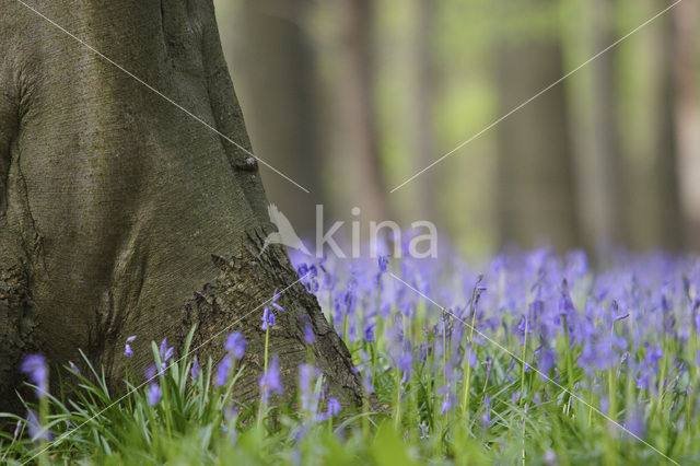 Bluebell (Scilla non-scripta)