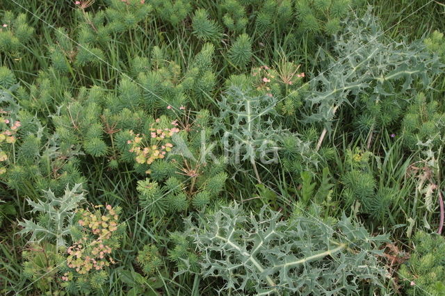 Wilde kruisdistel (Eryngium campestre)