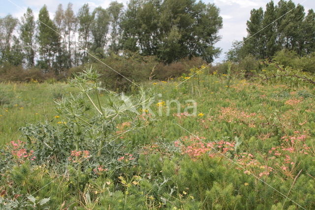 Wilde kruisdistel (Eryngium campestre)