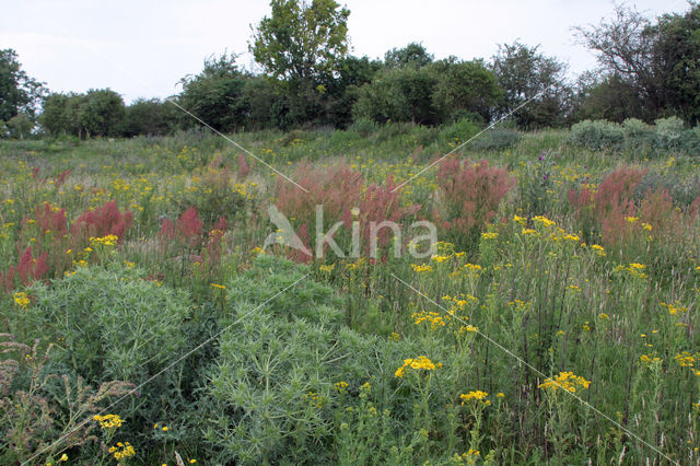 Wilde kruisdistel (Eryngium campestre)