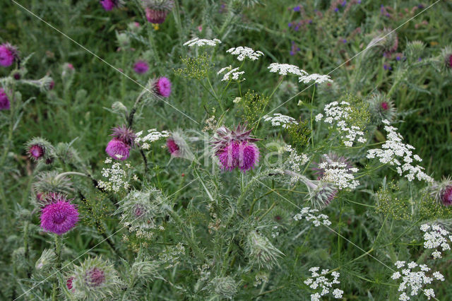 Wild Carrot (Daucus carota)