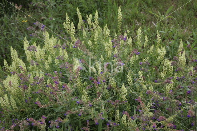 Yellow Cut-leaved Mignonette (Reseda lutea)
