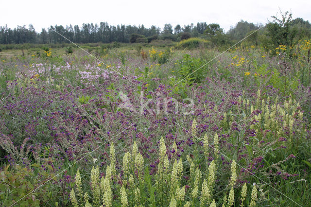 Wilde reseda (Reseda lutea)