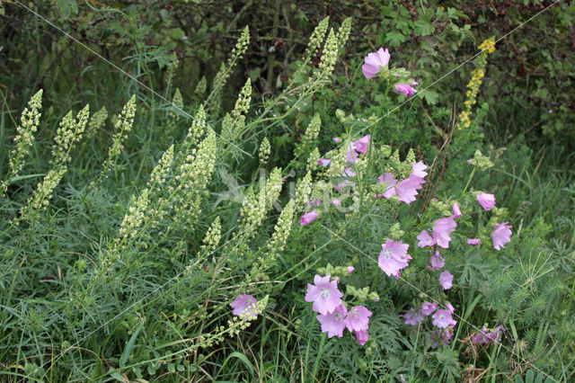 Yellow Cut-leaved Mignonette (Reseda lutea)