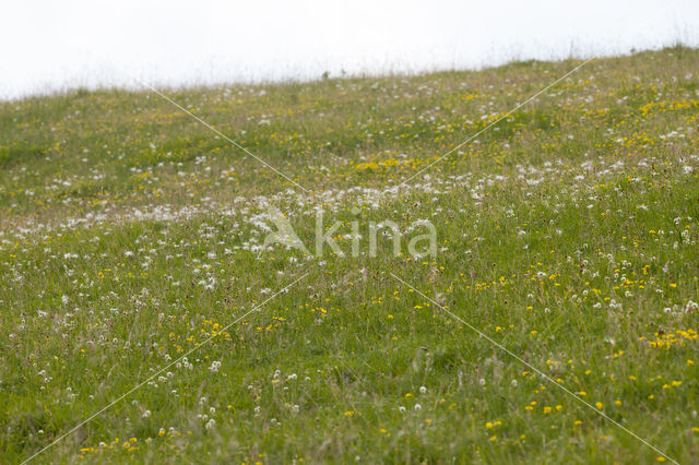 Pasqueflower (Pulsatilla vulgaris)