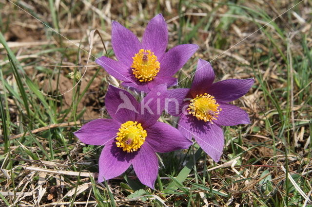 Wildemanskruid (Pulsatilla vulgaris)