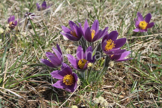 Pasqueflower (Pulsatilla vulgaris)