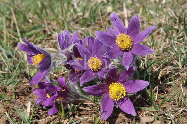 Wildemanskruid (Pulsatilla vulgaris)