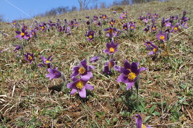 Pasqueflower (Pulsatilla vulgaris)