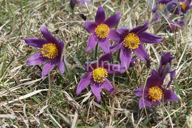 Wildemanskruid (Pulsatilla vulgaris)