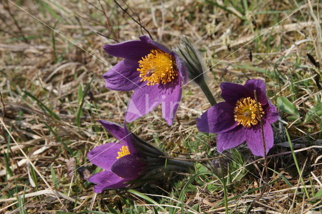 Wildemanskruid (Pulsatilla vulgaris)