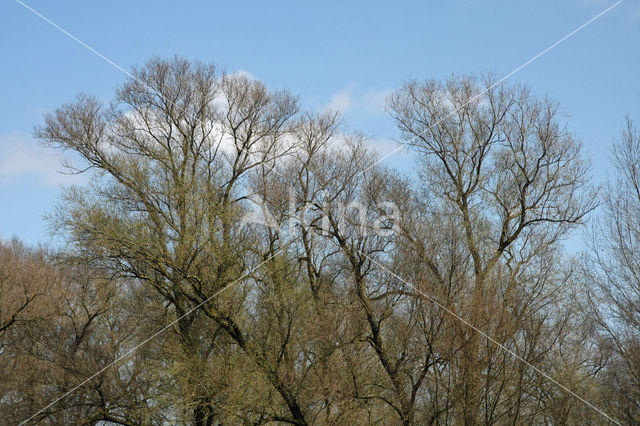 Willow (Salix)