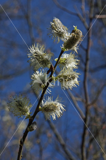 Willow (Salix)