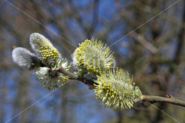 Willow (Salix)