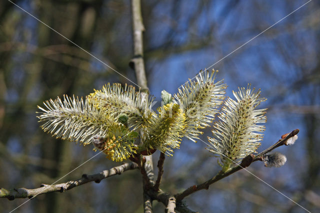 Wilg (Salix)