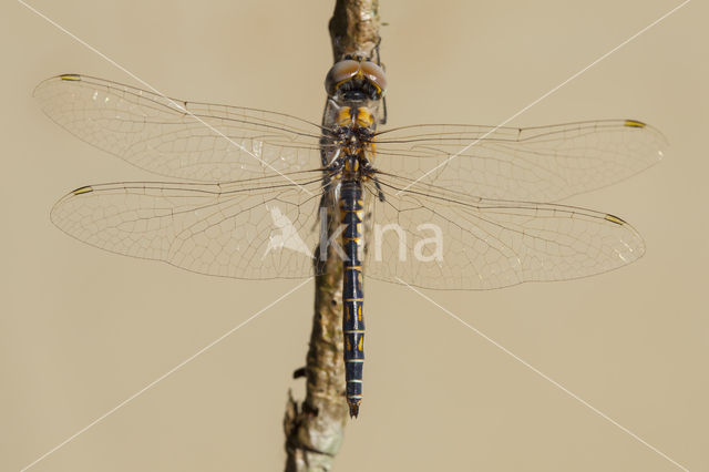 Selysiothemis nigra