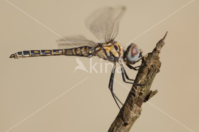 Selysiothemis nigra