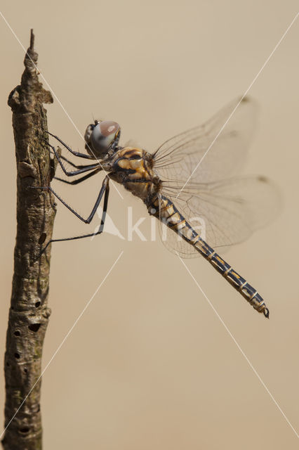 Selysiothemis nigra