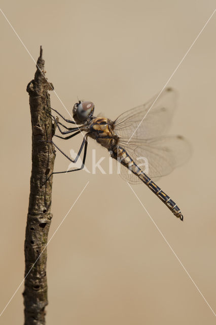 Windvaantje (Selysiothemis nigra)