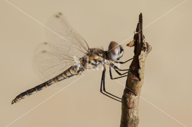 Selysiothemis nigra