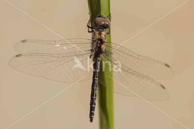 Selysiothemis nigra