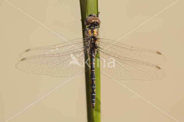 Selysiothemis nigra