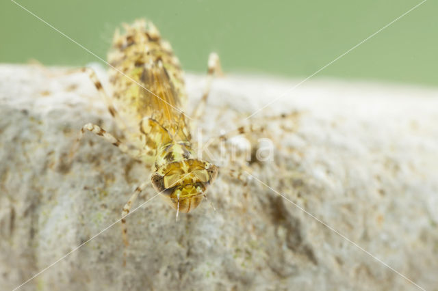 Windvaantje (Selysiothemis nigra)