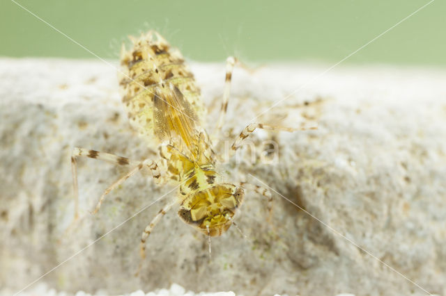 Selysiothemis nigra