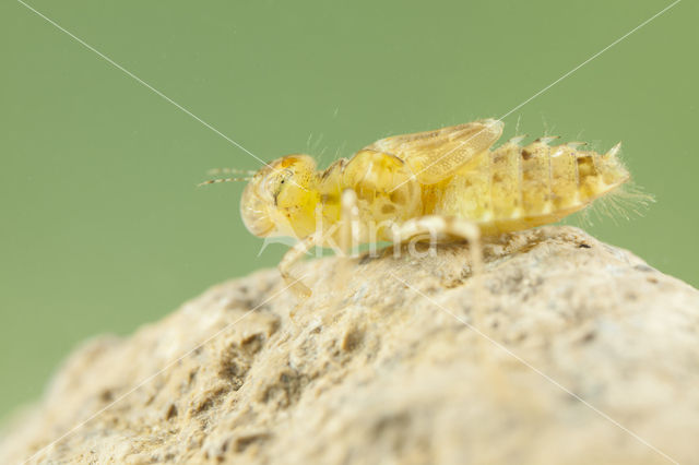 Selysiothemis nigra