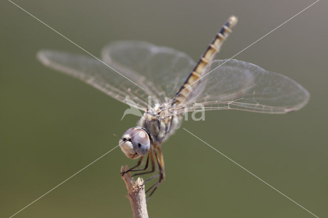 Selysiothemis nigra