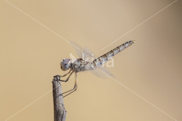 Windvaantje (Selysiothemis nigra)