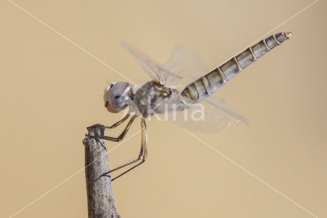 Selysiothemis nigra