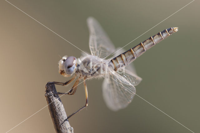 Windvaantje (Selysiothemis nigra)