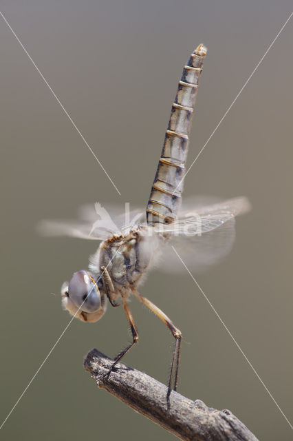 Windvaantje (Selysiothemis nigra)