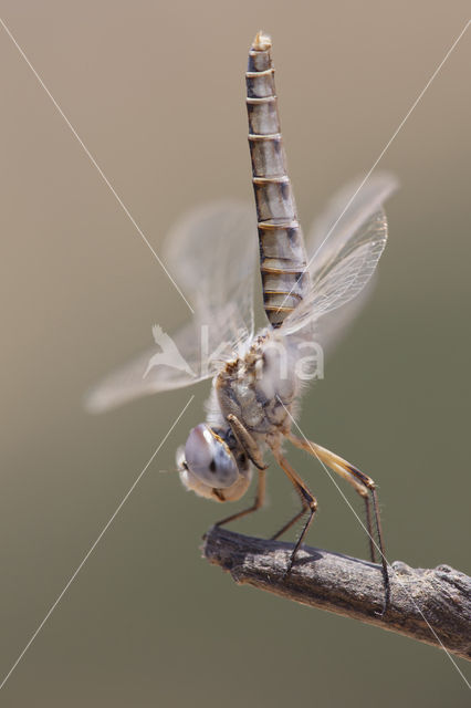 Windvaantje (Selysiothemis nigra)