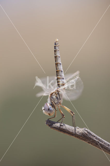 Windvaantje (Selysiothemis nigra)