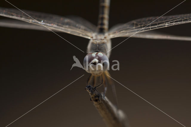 Windvaantje (Selysiothemis nigra)