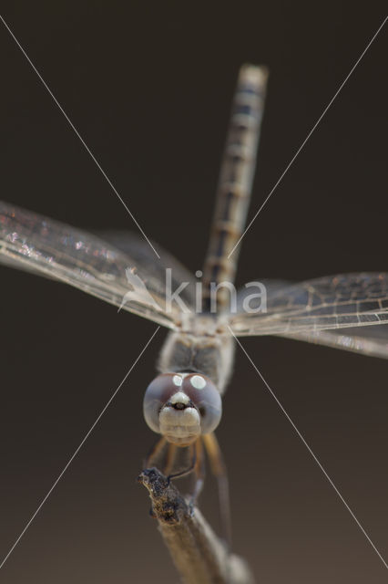 Windvaantje (Selysiothemis nigra)