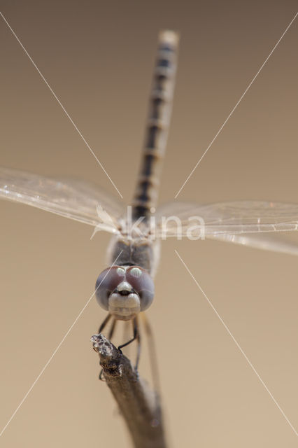 Windvaantje (Selysiothemis nigra)