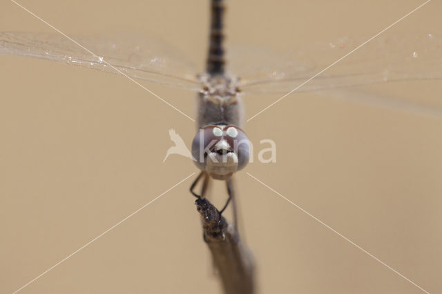 Selysiothemis nigra